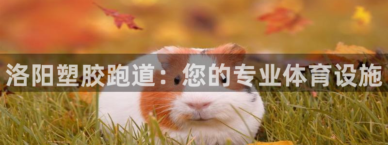 红足足球网：洛阳塑胶跑道：您的专业体育设施