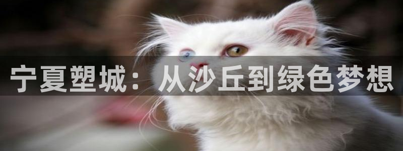 红足 世足球手机网：宁夏塑城：从沙丘到绿色梦想